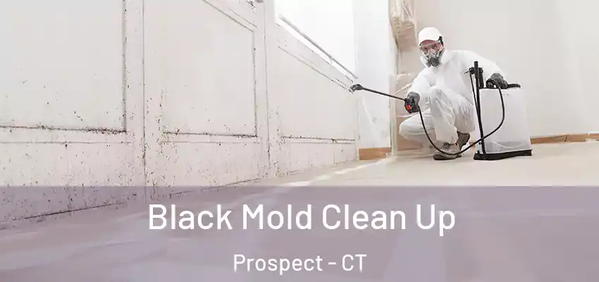 Black Mold Clean Up Prospect - CT