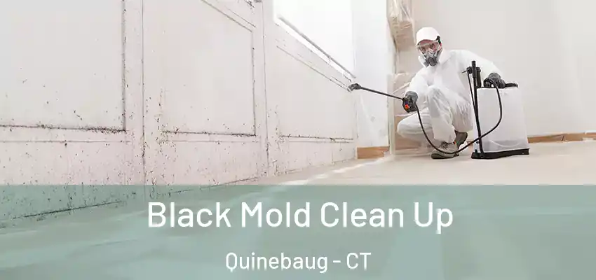  Black Mold Clean Up Quinebaug - CT