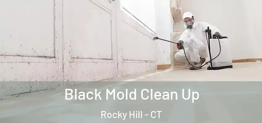  Black Mold Clean Up Rocky Hill - CT