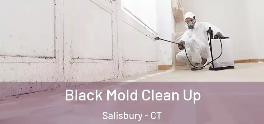 Black Mold Clean Up Salisbury - CT