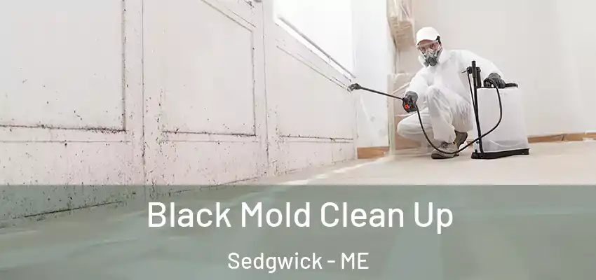 Black Mold Clean Up Sedgwick - ME