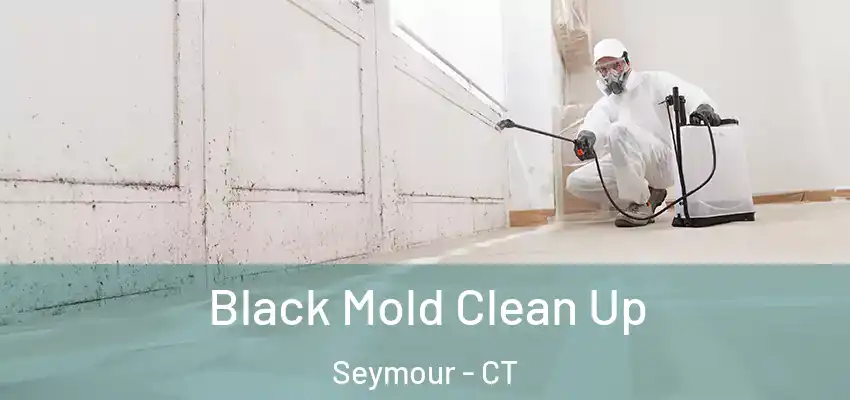  Black Mold Clean Up Seymour - CT