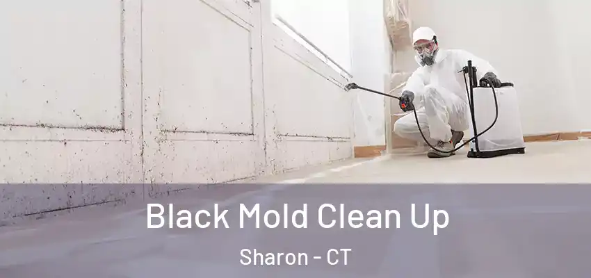 Black Mold Clean Up Sharon - CT