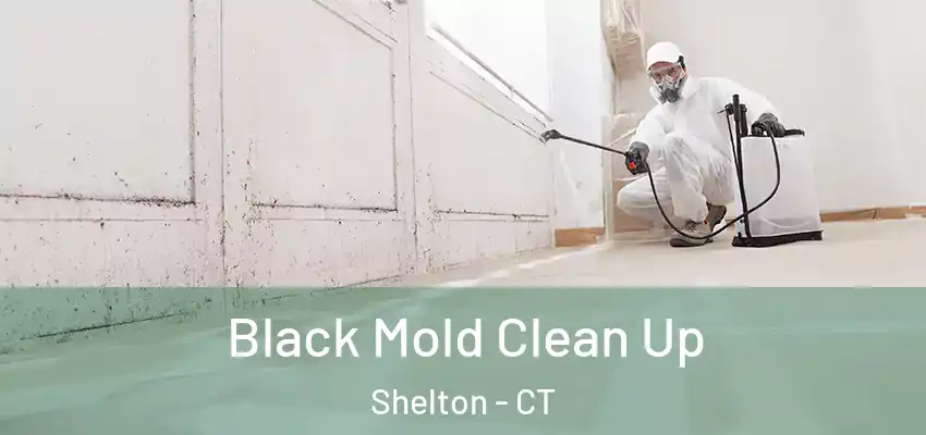  Black Mold Clean Up Shelton - CT