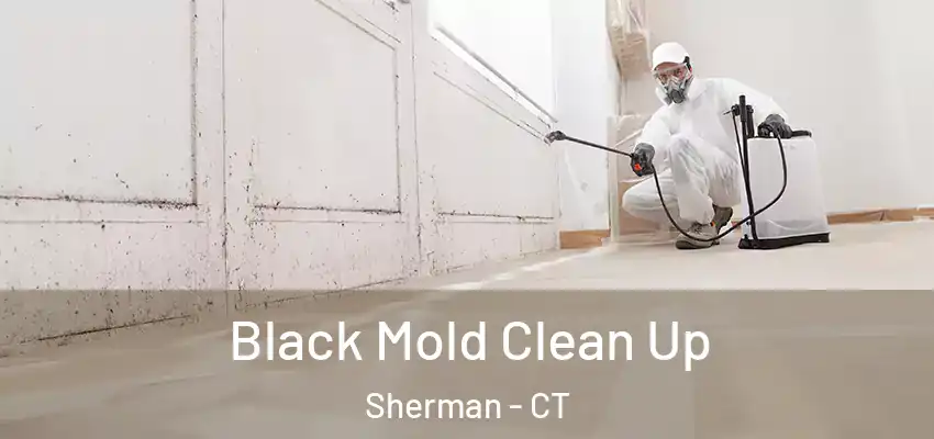  Black Mold Clean Up Sherman - CT