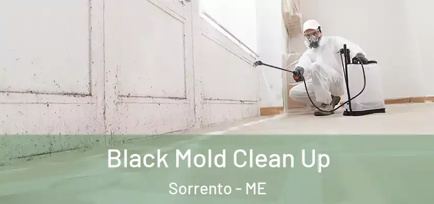 Black Mold Clean Up Sorrento - ME