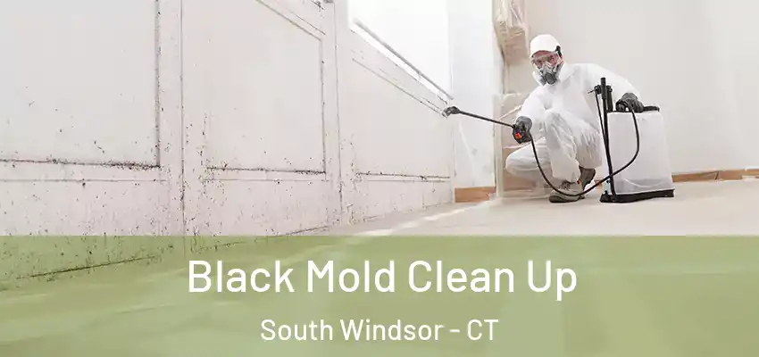  Black Mold Clean Up South Windsor - CT