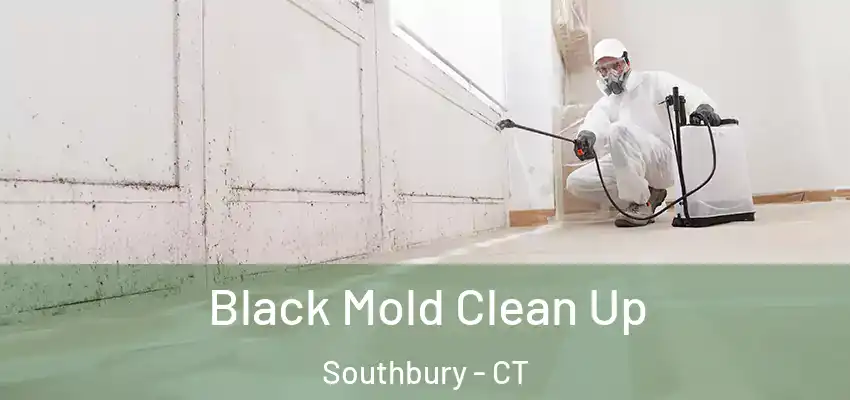 Black Mold Clean Up Southbury - CT