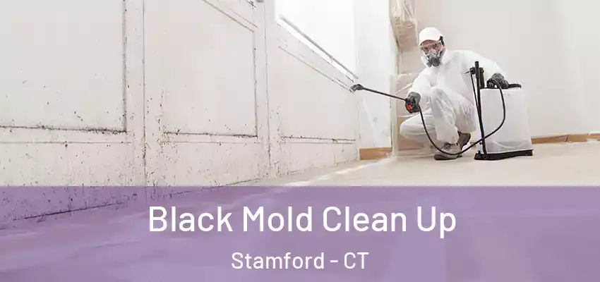  Black Mold Clean Up Stamford - CT