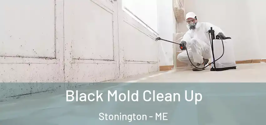 Black Mold Clean Up Stonington - ME