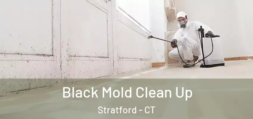 Black Mold Clean Up Stratford - CT