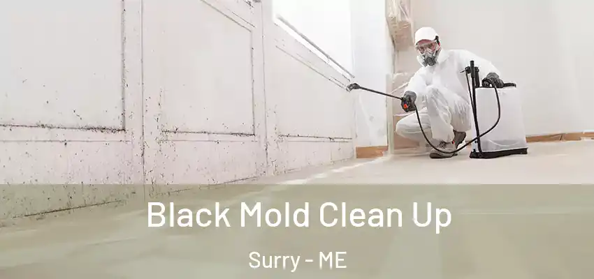 Black Mold Clean Up Surry - ME