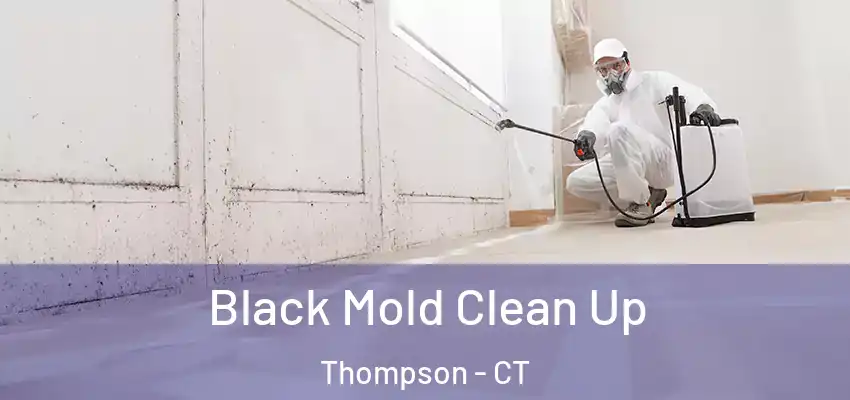 Black Mold Clean Up Thompson - CT