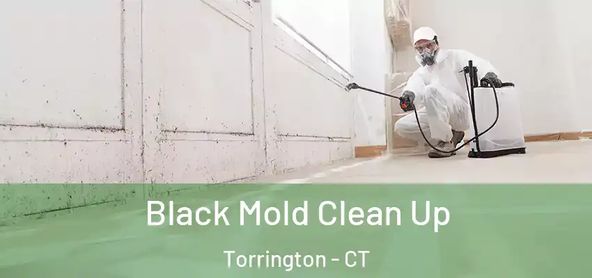  Black Mold Clean Up Torrington - CT