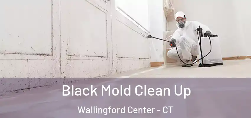  Black Mold Clean Up Wallingford Center - CT