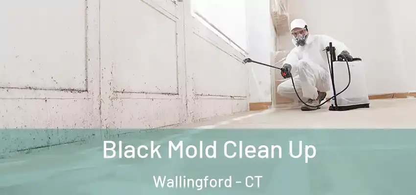 Black Mold Clean Up Wallingford - CT