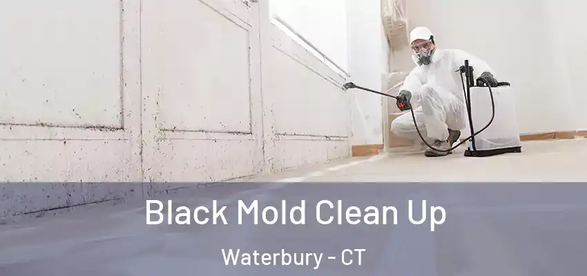 Black Mold Clean Up Waterbury - CT