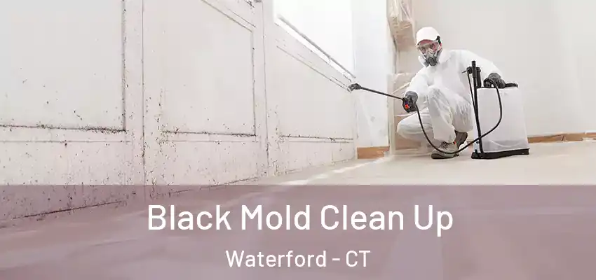 Black Mold Clean Up Waterford - CT