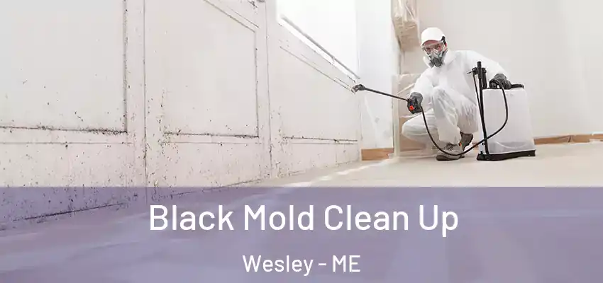 Black Mold Clean Up Wesley - ME