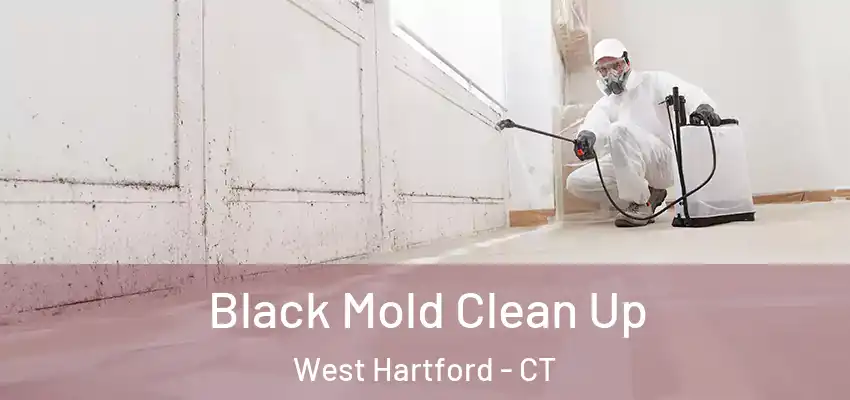 Black Mold Clean Up West Hartford - CT