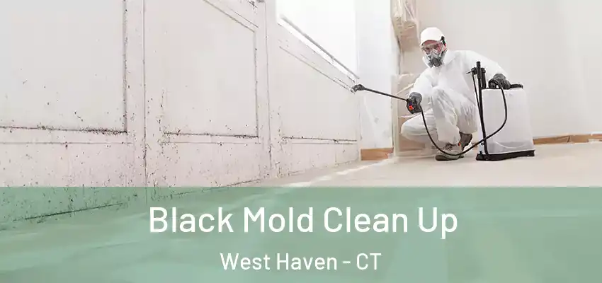  Black Mold Clean Up West Haven - CT