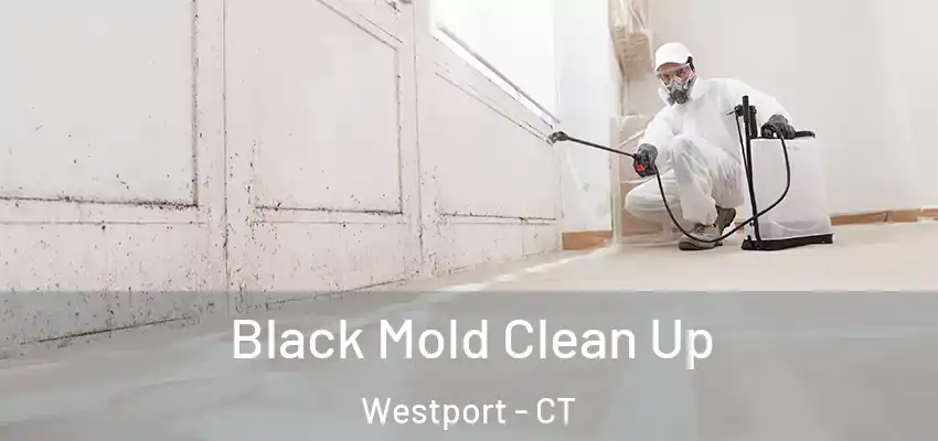  Black Mold Clean Up Westport - CT