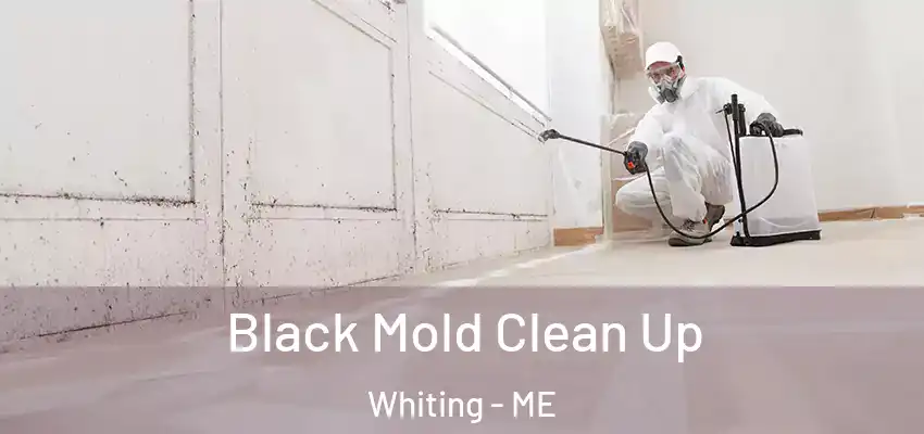 Black Mold Clean Up Whiting - ME