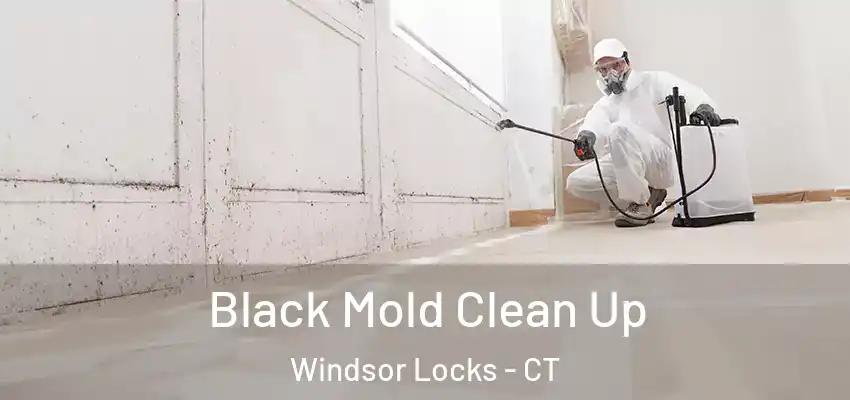  Black Mold Clean Up Windsor Locks - CT