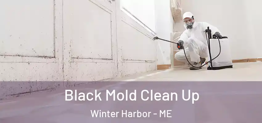Black Mold Clean Up Winter Harbor - ME