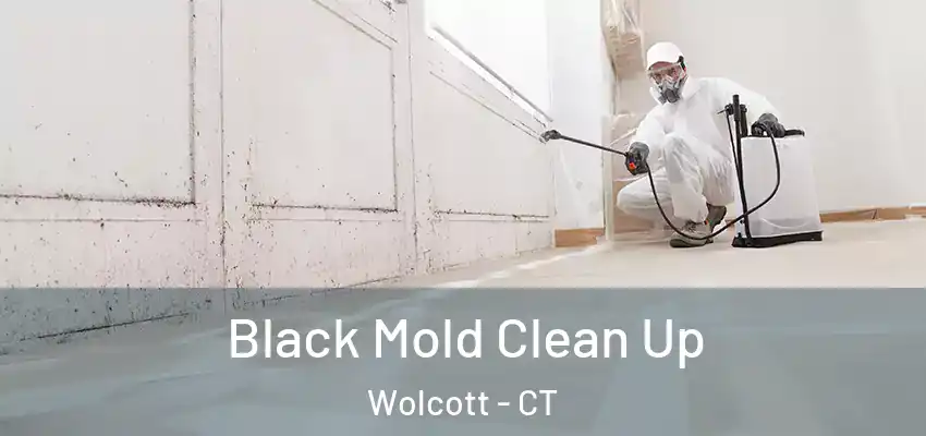  Black Mold Clean Up Wolcott - CT