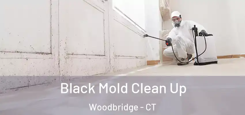  Black Mold Clean Up Woodbridge - CT