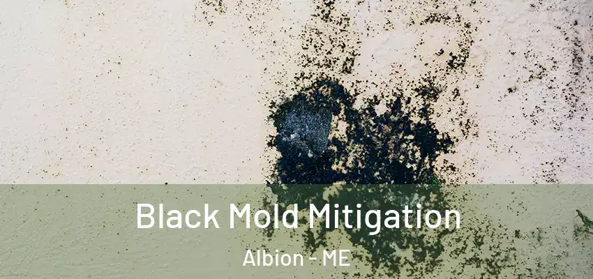  Black Mold Mitigation Albion - ME