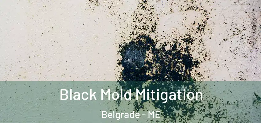 Black Mold Mitigation Belgrade - ME