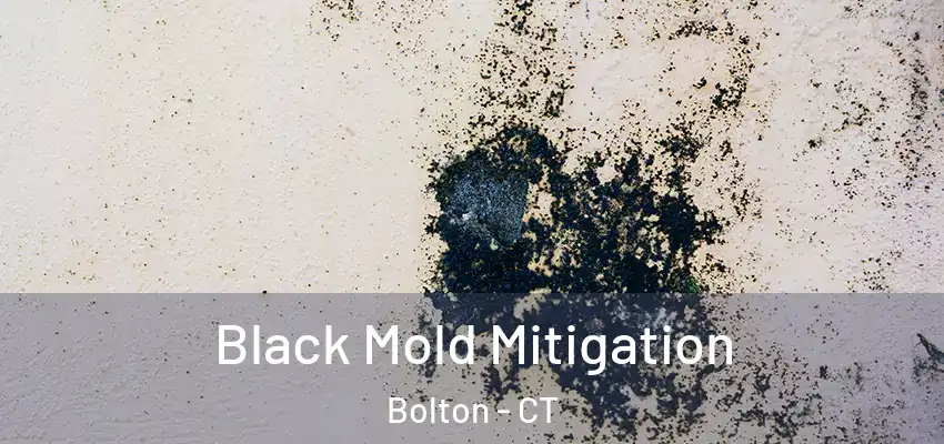  Black Mold Mitigation Bolton - CT