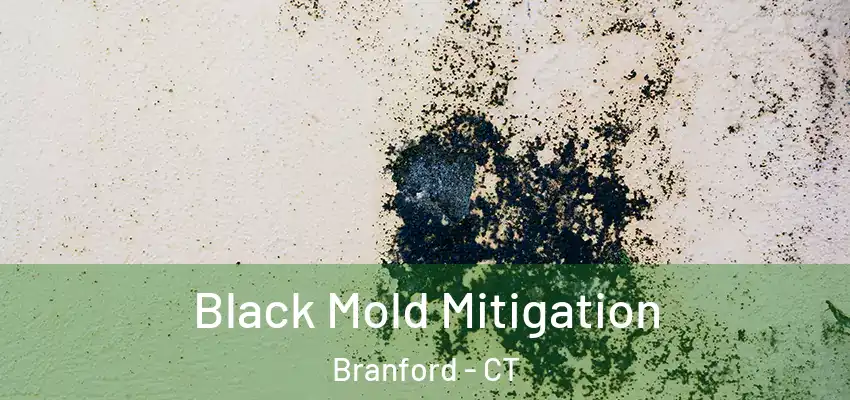  Black Mold Mitigation Branford - CT