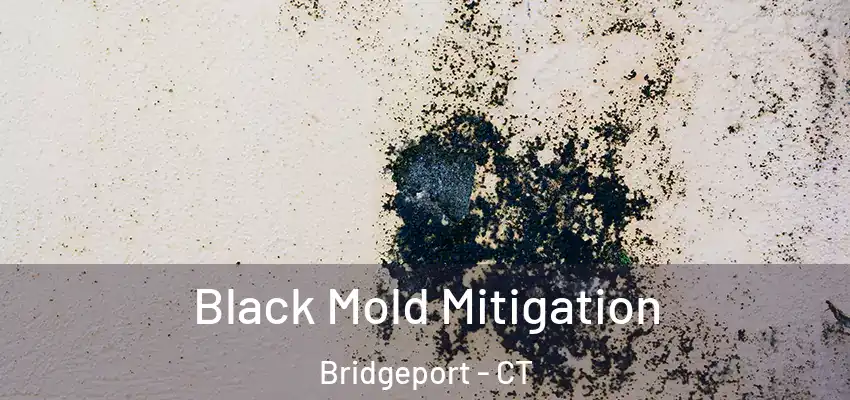 Black Mold Mitigation Bridgeport - CT