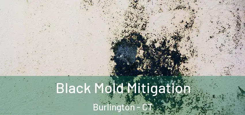 Black Mold Mitigation Burlington - CT