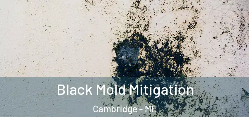 Black Mold Mitigation Cambridge - ME