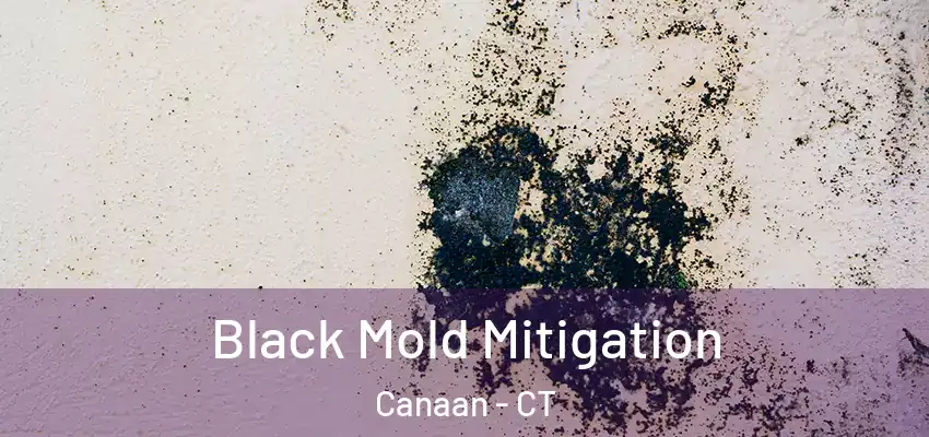  Black Mold Mitigation Canaan - CT