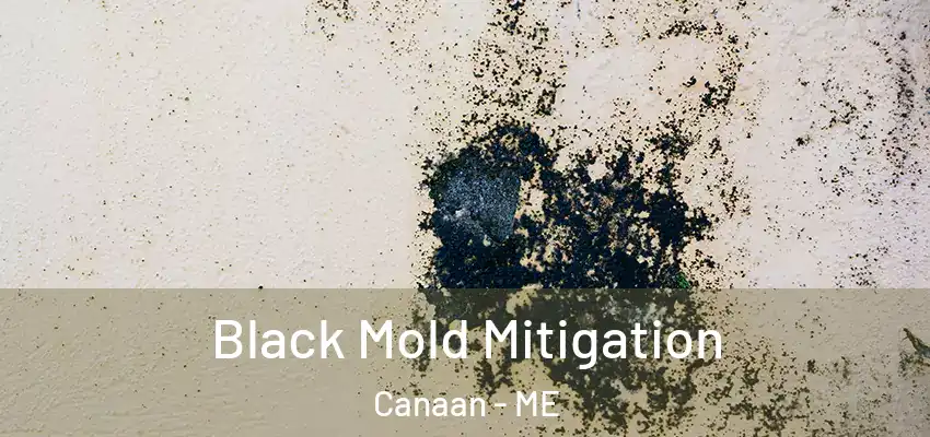 Black Mold Mitigation Canaan - ME