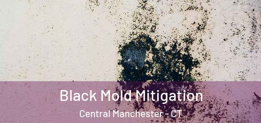 Black Mold Mitigation Central Manchester - CT