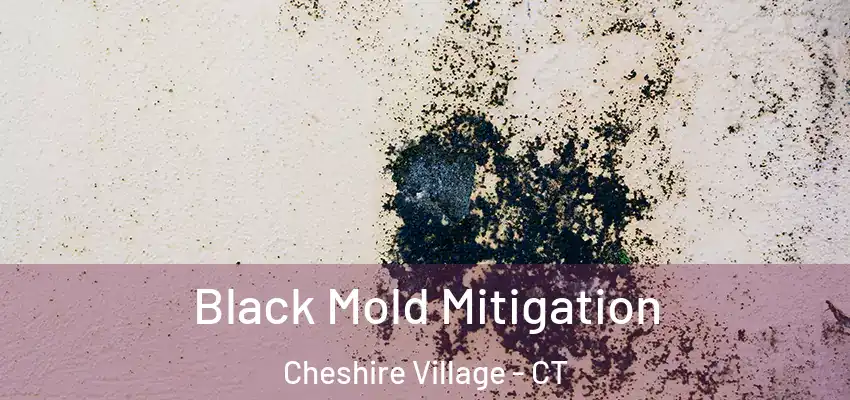  Black Mold Mitigation Cheshire Village - CT