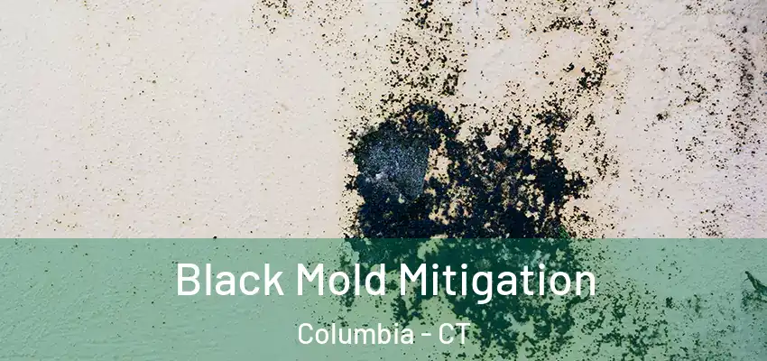 Black Mold Mitigation Columbia - CT