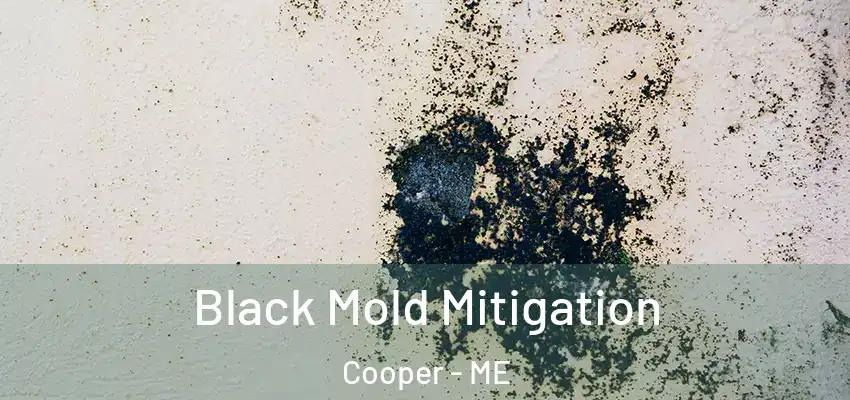 Black Mold Mitigation Cooper - ME
