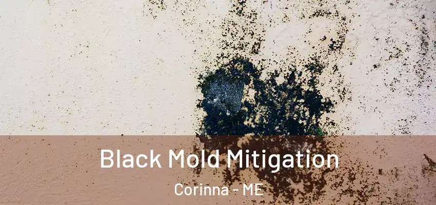 Black Mold Mitigation Corinna - ME