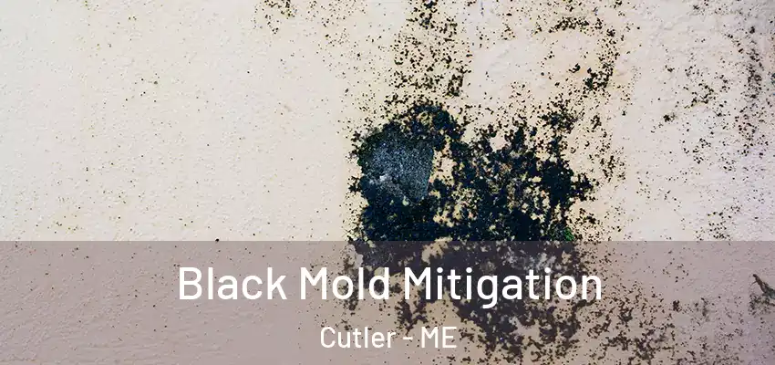 Black Mold Mitigation Cutler - ME