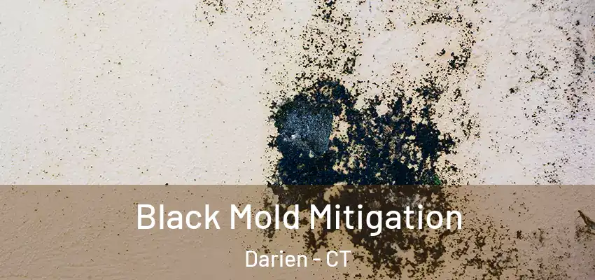 Black Mold Mitigation Darien - CT