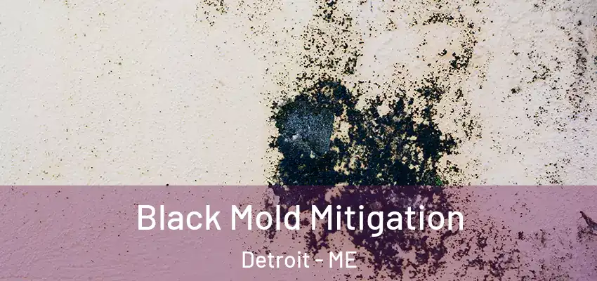 Black Mold Mitigation Detroit - ME