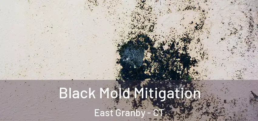 Black Mold Mitigation East Granby - CT
