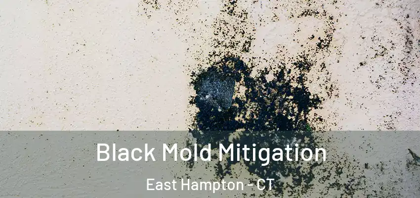 Black Mold Mitigation East Hampton - CT